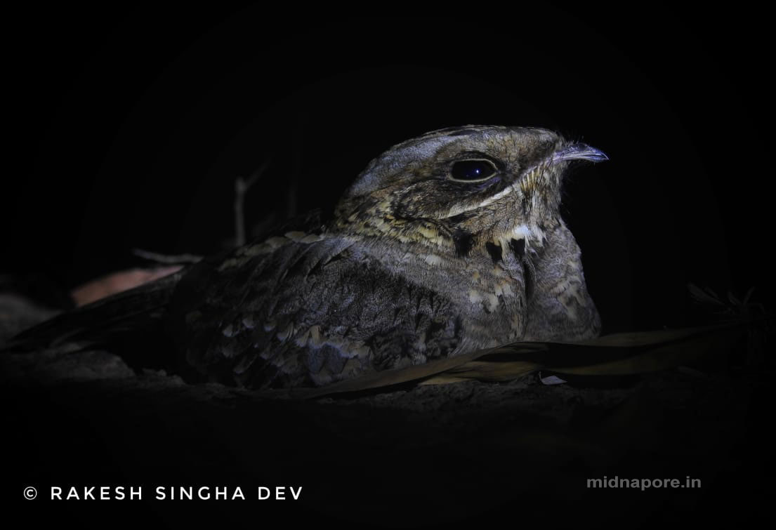 রাতচরা, Nightjar, Caprimulgus asiaticus