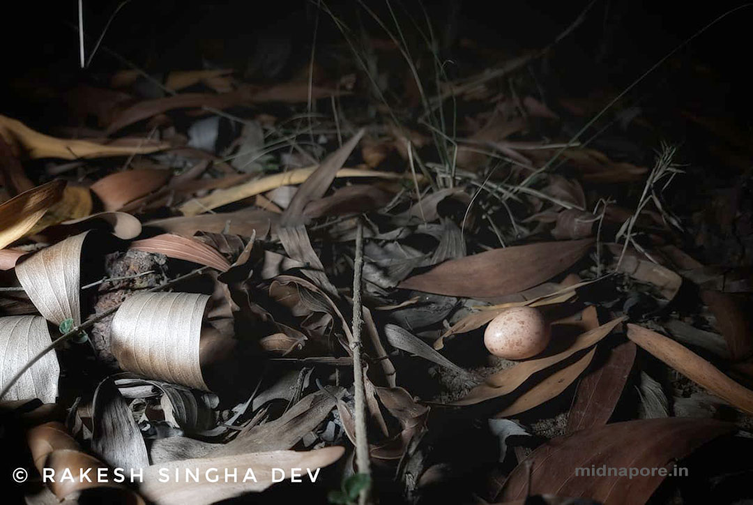 রাতচরা, Nightjar, Caprimulgus asiaticus