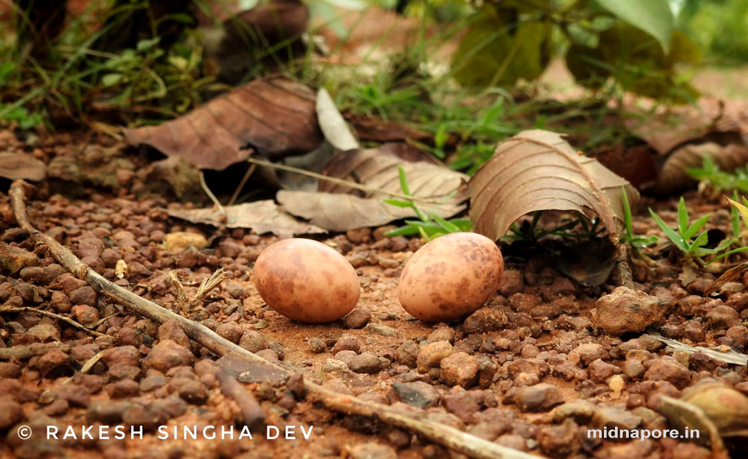রাতচরা, Nightjar, Caprimulgus asiaticus