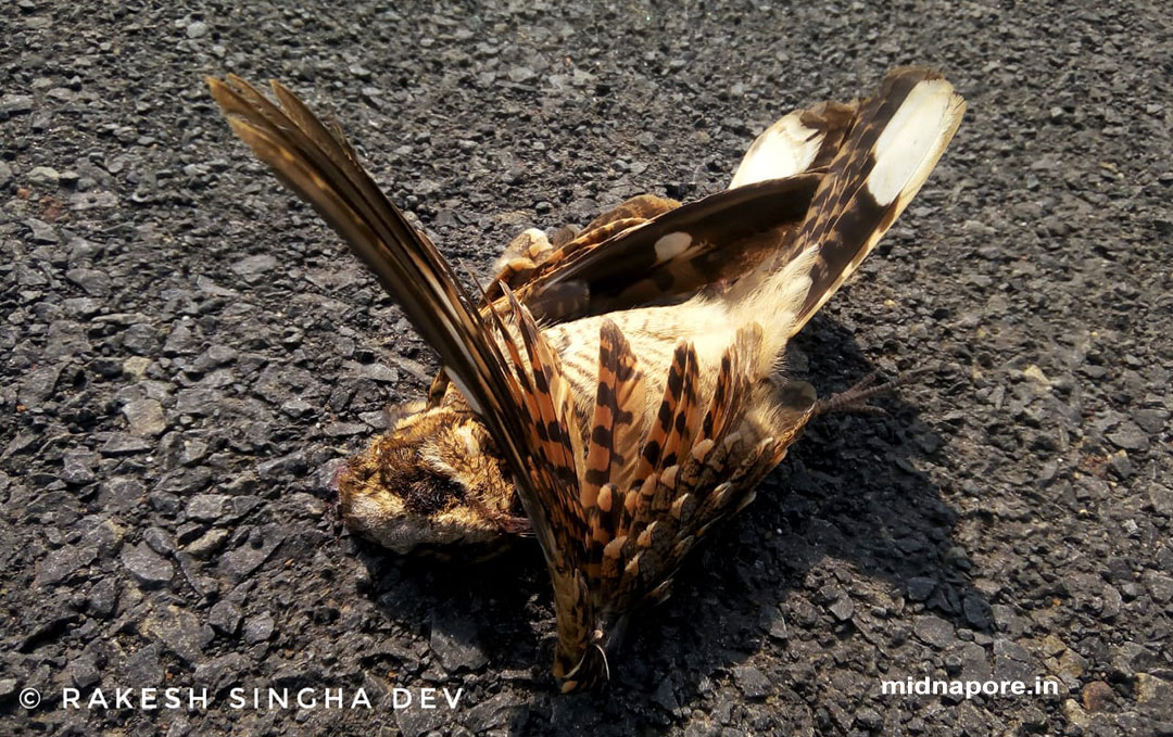 রাতচরা, Nightjar, Caprimulgus asiaticus