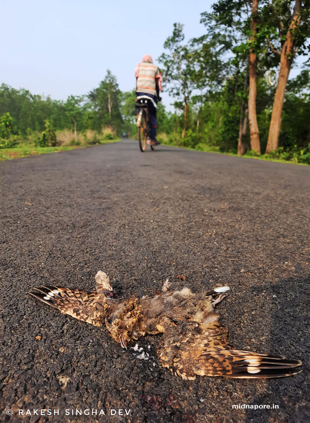 রাতচরা, Nightjar, Caprimulgus asiaticus