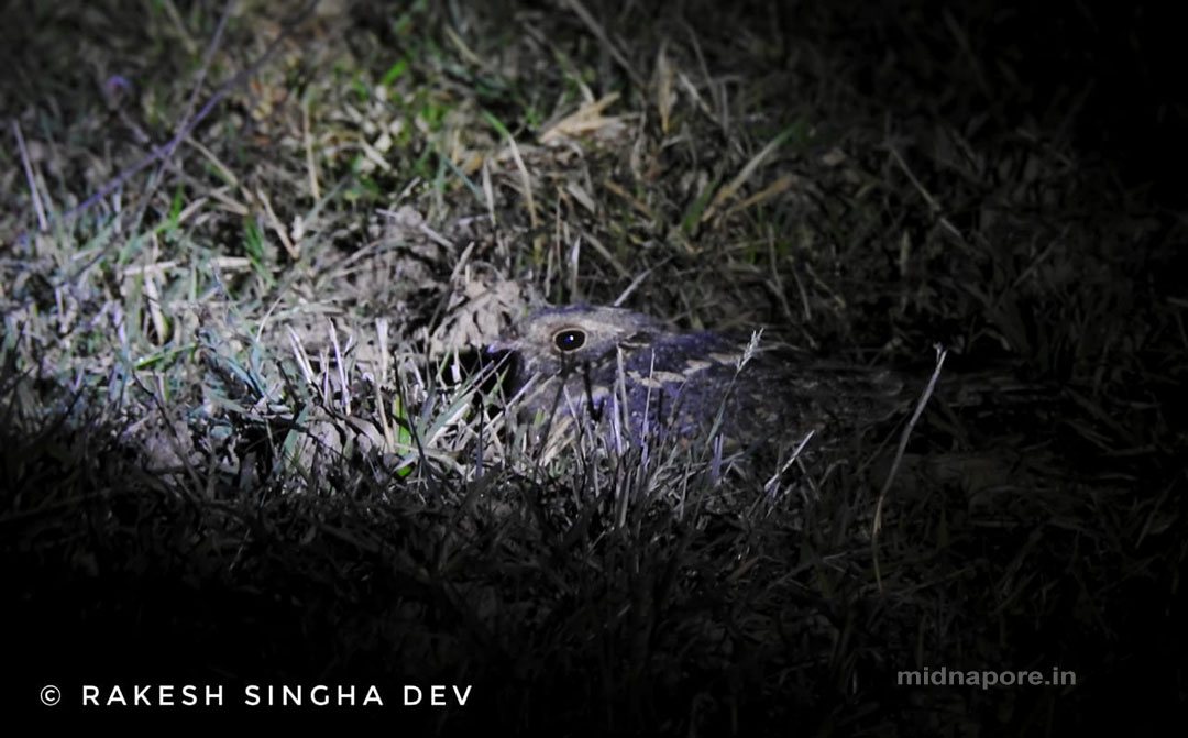 রাতচরা, Nightjar, Caprimulgus asiaticus