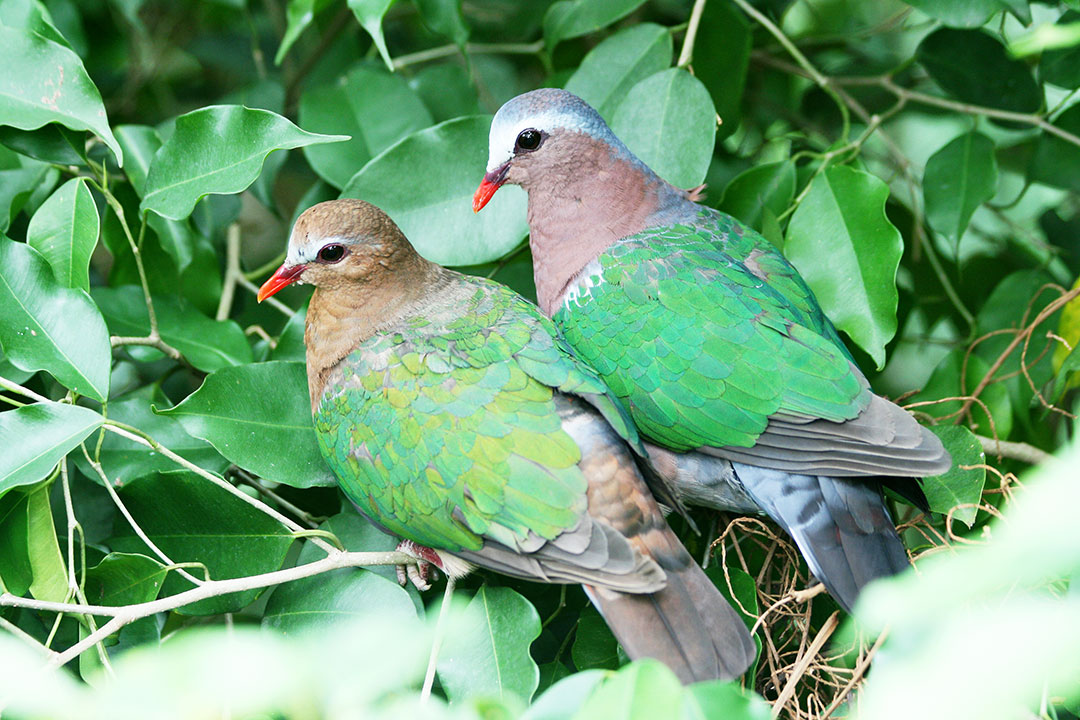 মেদিনীপুরের যত ঘুঘু , <i>Streptopelia chinensis</i> of Medinipur