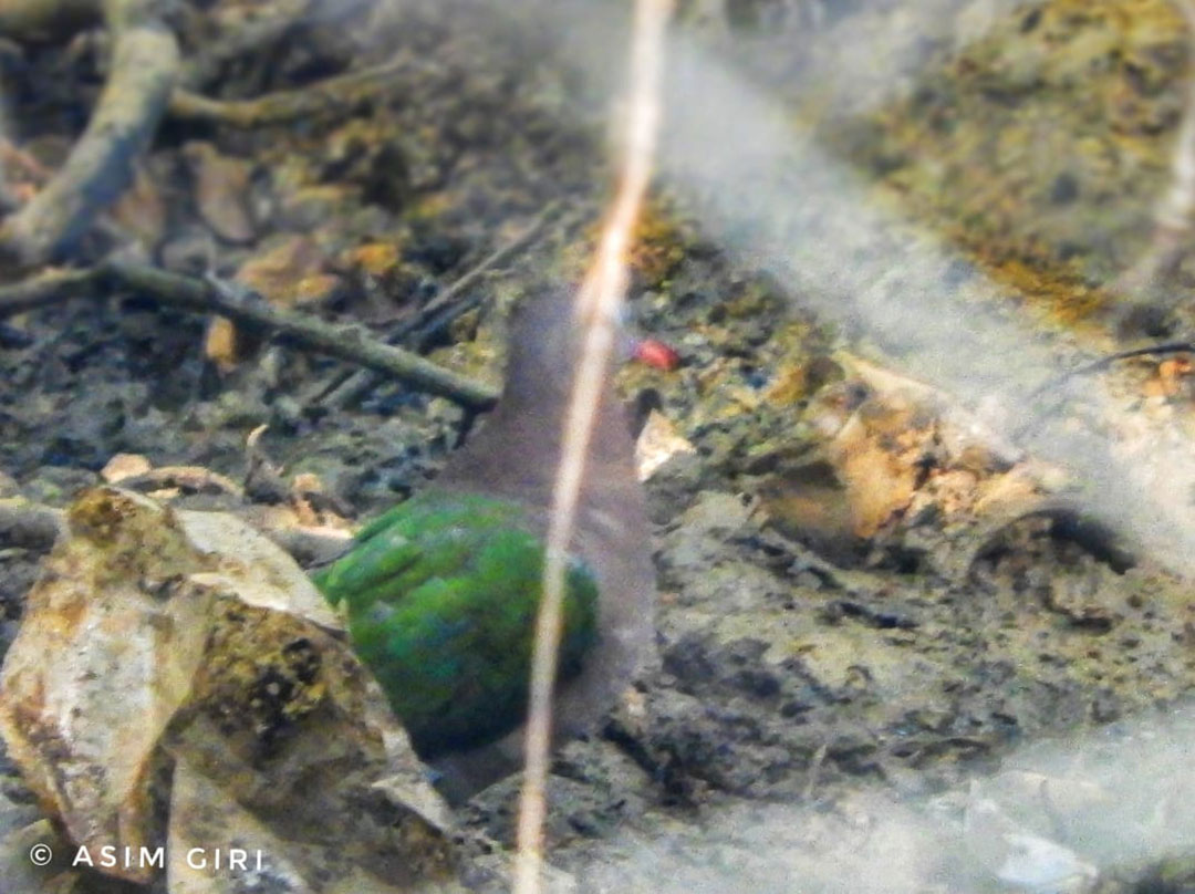 মেদিনীপুরের যত ঘুঘু , <i>Streptopelia chinensis</i> of Medinipur