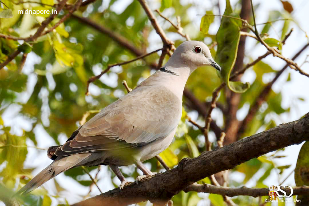 মেদিনীপুরের যত ঘুঘু , <i>Streptopelia chinensis</i> of Medinipur