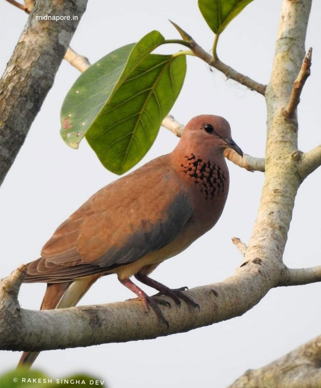 মেদিনীপুরের যত ঘুঘু , <i>Streptopelia chinensis</i> of Medinipur