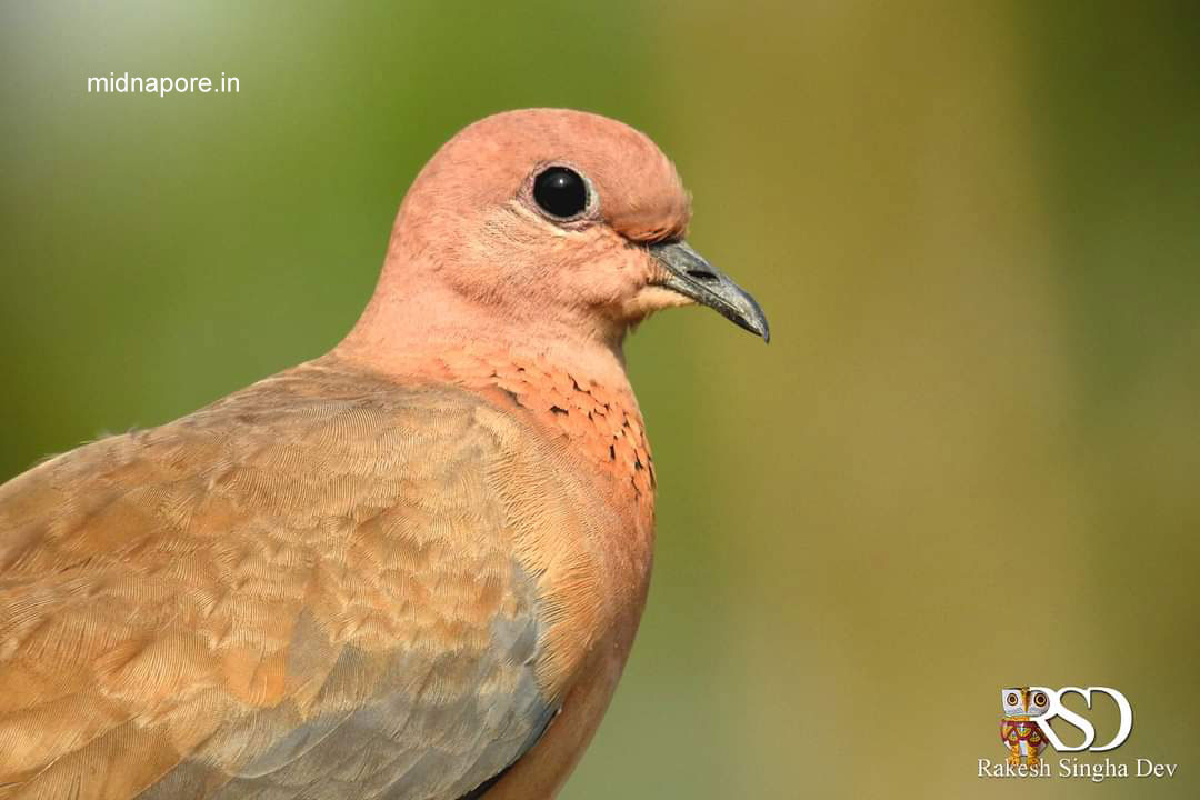 মেদিনীপুরের যত ঘুঘু , <i>Streptopelia chinensis</i> of Medinipur