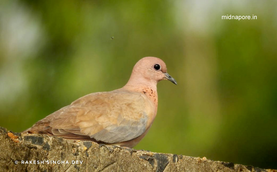 মেদিনীপুরের যত ঘুঘু , <i>Streptopelia chinensis</i> of Medinipur