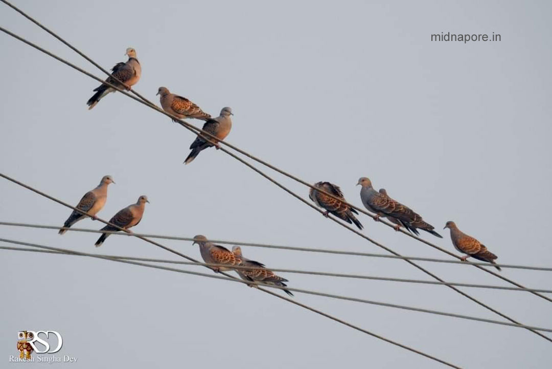 মেদিনীপুরের যত ঘুঘু , <i>Streptopelia chinensis</i> of Medinipur