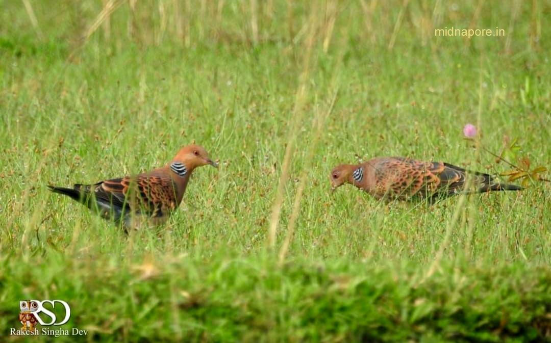 মেদিনীপুরের যত ঘুঘু , <i>Streptopelia chinensis</i> of Medinipur