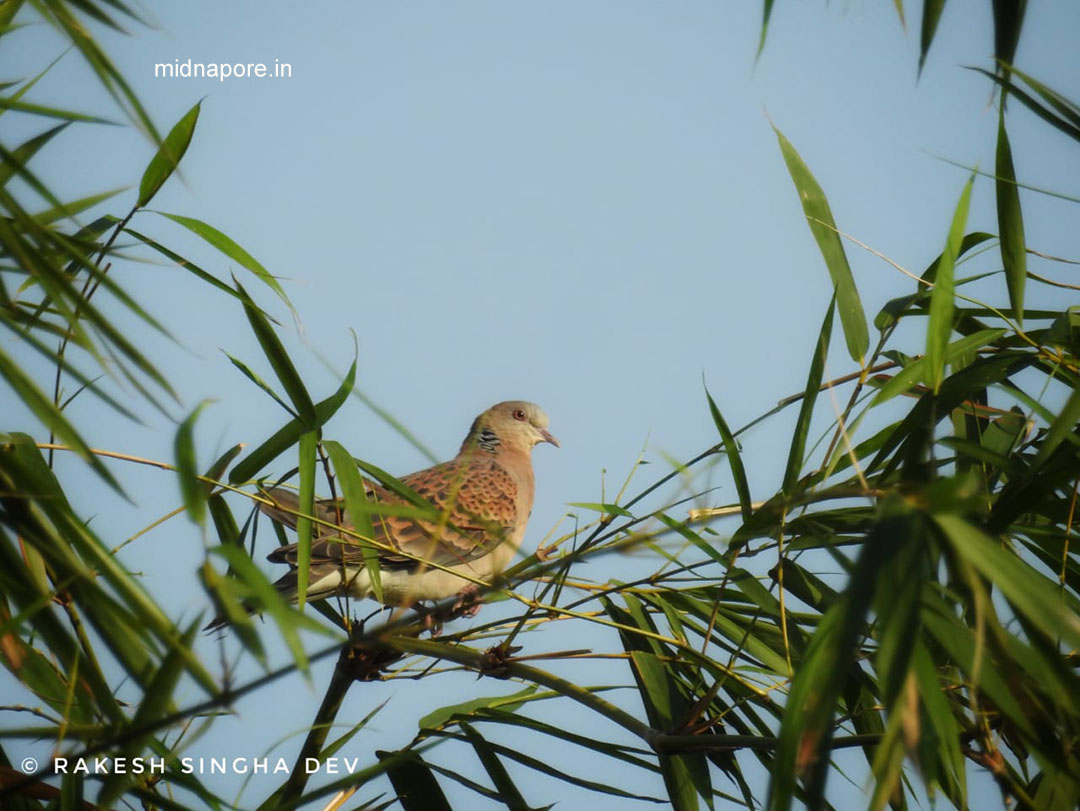 মেদিনীপুরের যত ঘুঘু , <i>Streptopelia chinensis</i> of Medinipur