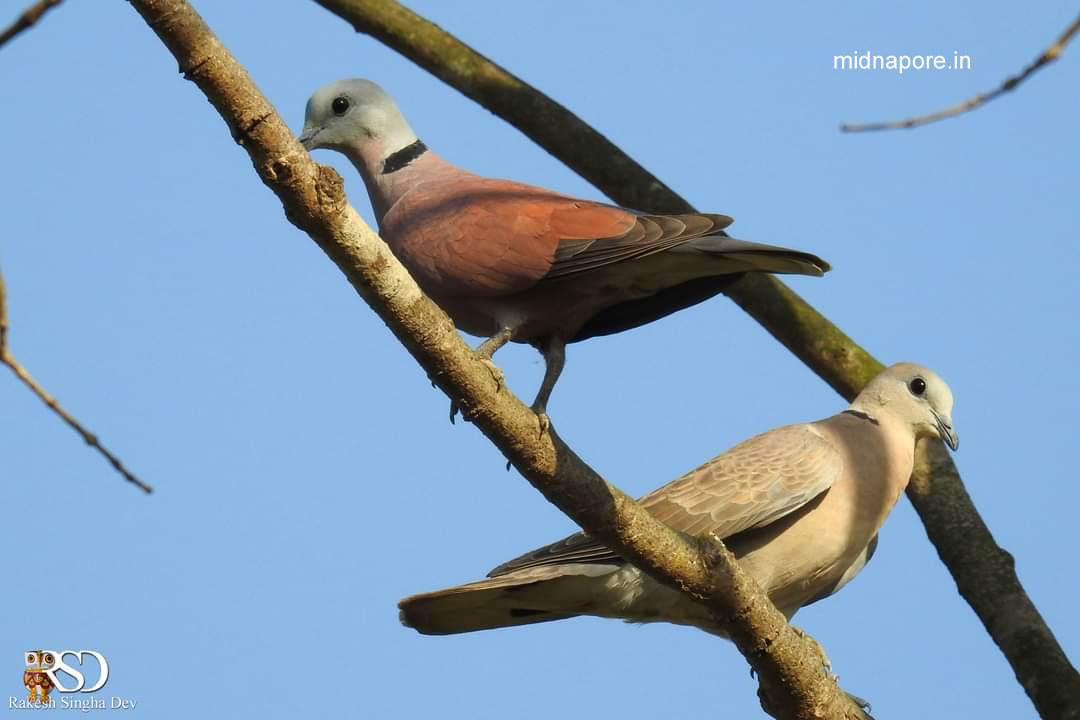 মেদিনীপুরের যত ঘুঘু , <i>Streptopelia chinensis</i> of Medinipur