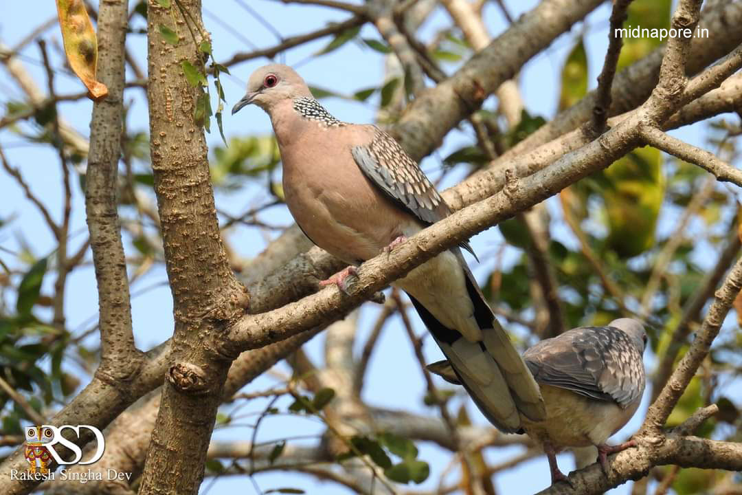 মেদিনীপুরের যত ঘুঘু , <i>Streptopelia chinensis</i> of Medinipur