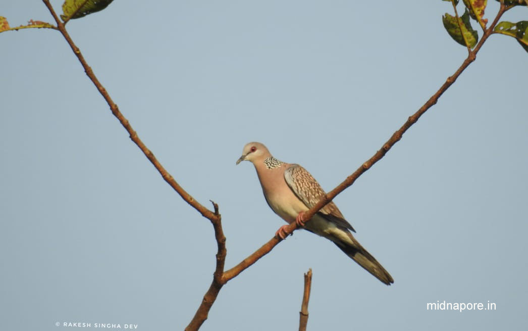 মেদিনীপুরের যত ঘুঘু , <i>Streptopelia chinensis</i> of Medinipur