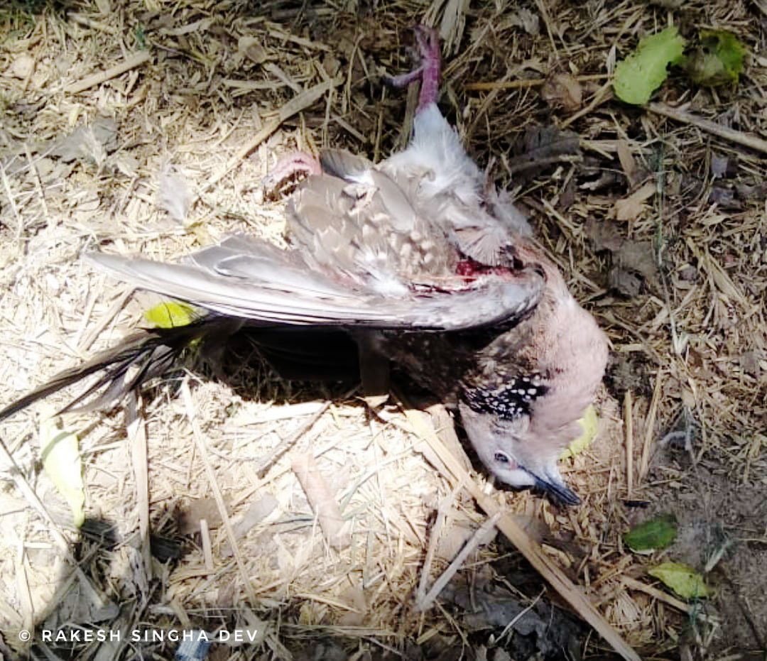 মেদিনীপুরের যত ঘুঘু , <i>Streptopelia chinensis</i> of Medinipur
