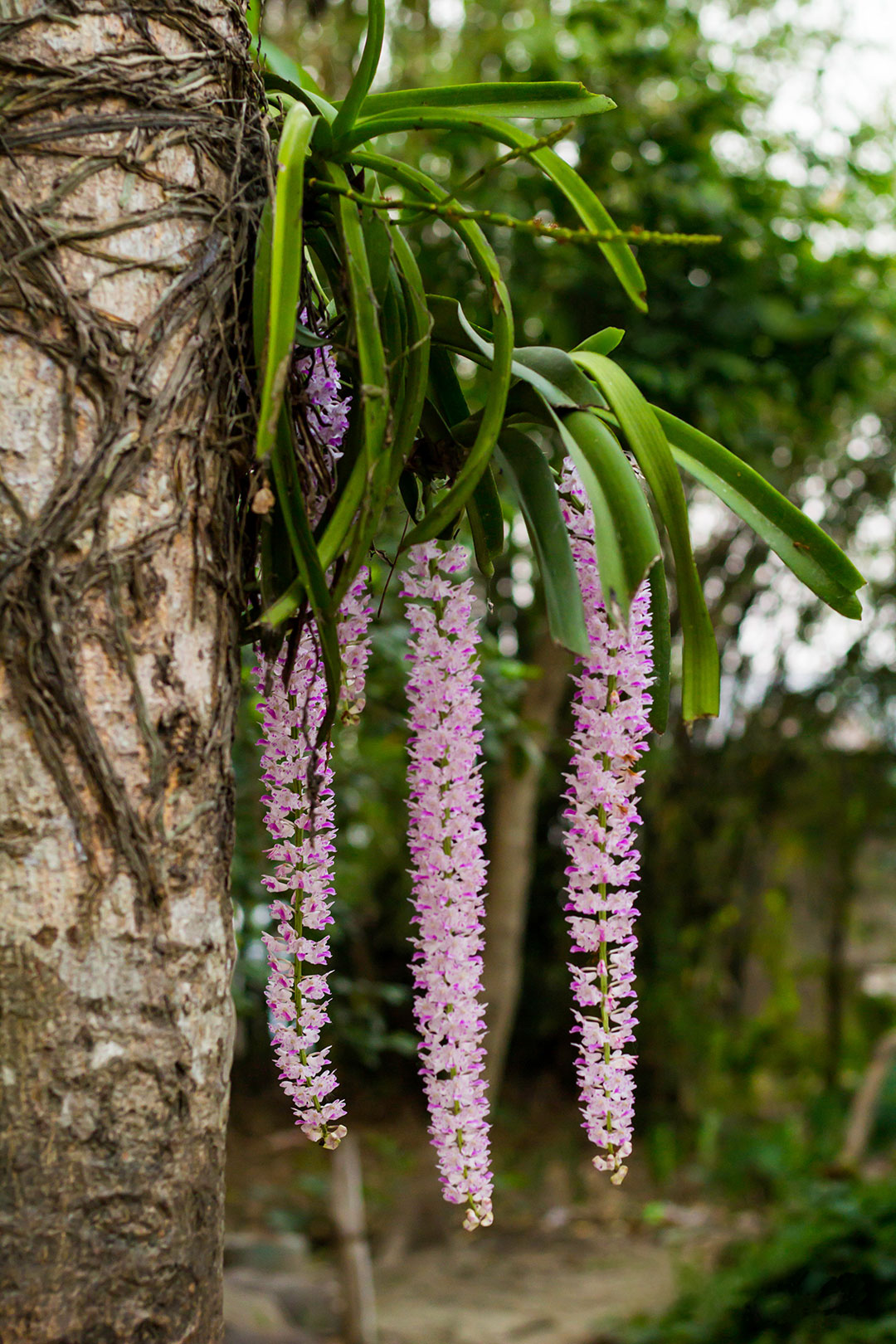 মেদিনীপুর, অর্কিড, Orchids, Medinipur, রাসনা, Grey Orchid, Checkered Orchid, Vanda tessellata, শেয়াললেজী অর্কিড, Foxtail Orchid, Rhynchostylis retusa, Sword-leaved Helleborine, Narrow-leaved Helleborine