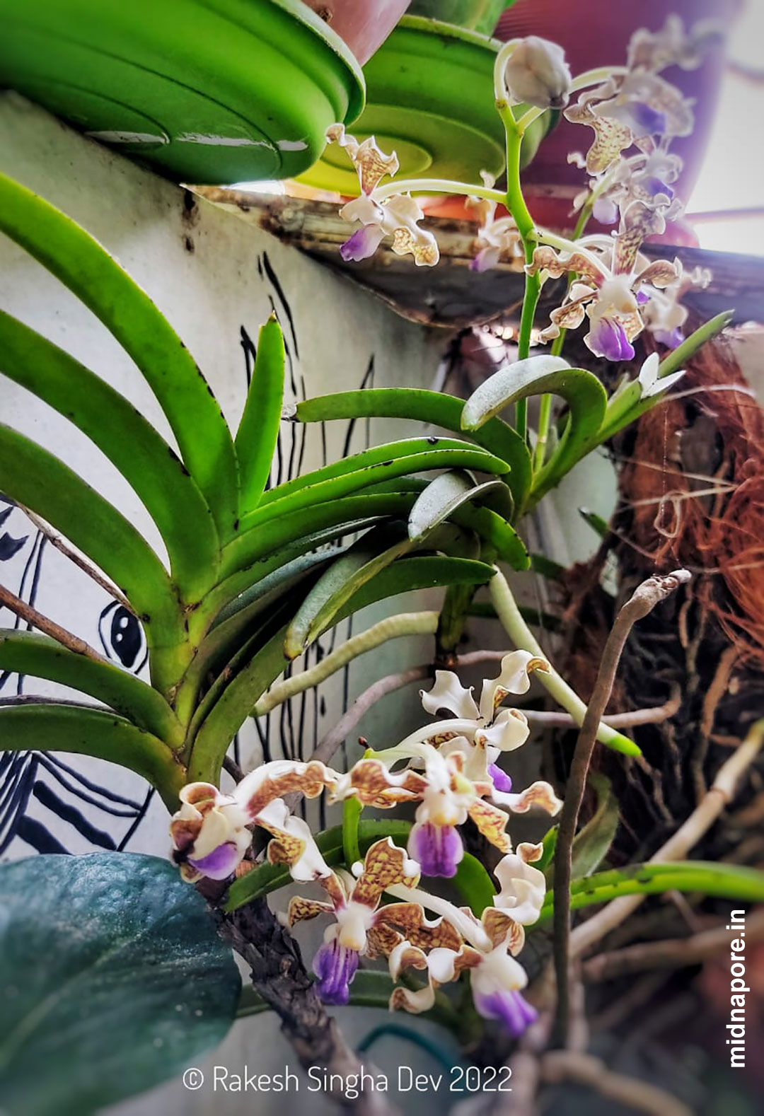 মেদিনীপুর, অর্কিড, Orchids, Medinipur, রাসনা, Grey Orchid, Checkered Orchid, Vanda tessellata, শেয়াললেজী অর্কিড, Foxtail Orchid, Rhynchostylis retusa, Sword-leaved Helleborine, Narrow-leaved Helleborine