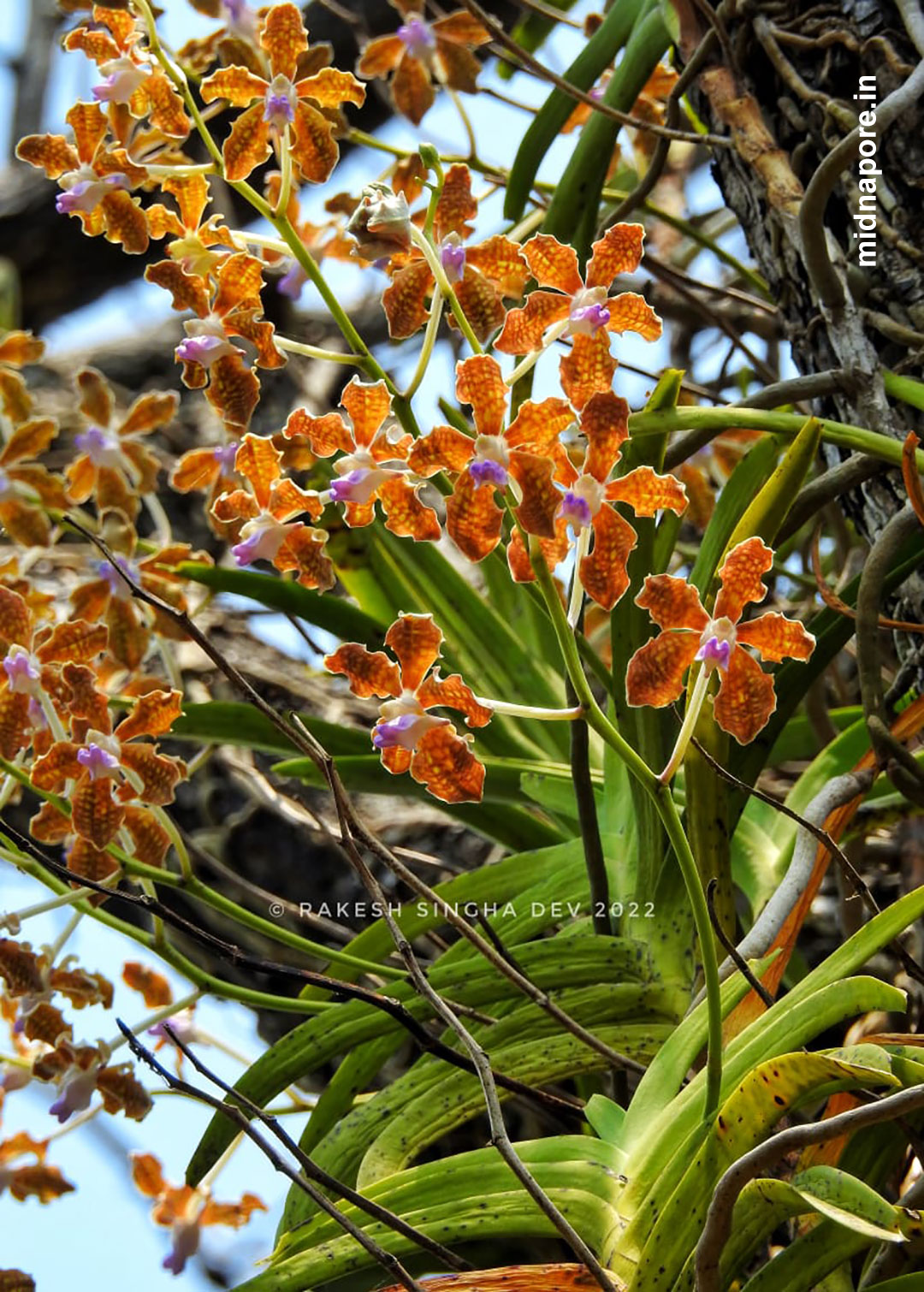 মেদিনীপুর, অর্কিড, Orchids, Medinipur, রাসনা, Grey Orchid, Checkered Orchid, Vanda tessellata, শেয়াললেজী অর্কিড, Foxtail Orchid, Rhynchostylis retusa, Sword-leaved Helleborine, Narrow-leaved Helleborine