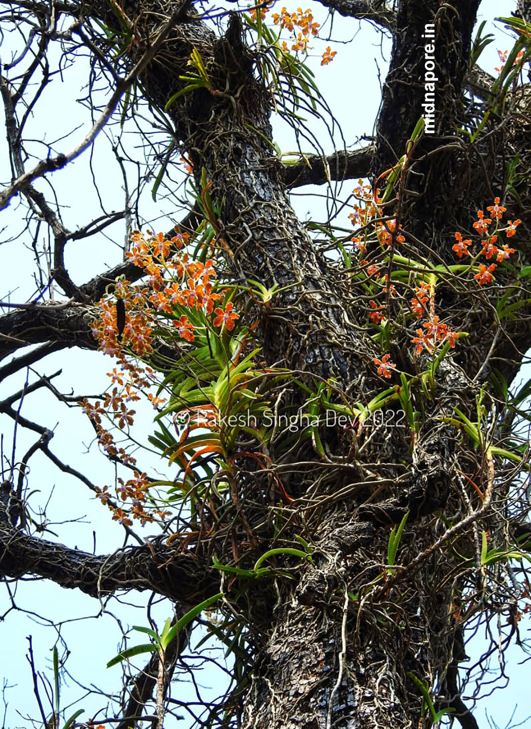 মেদিনীপুর, অর্কিড, Orchids, Medinipur, রাসনা, Grey Orchid, Checkered Orchid, Vanda tessellata, শেয়াললেজী অর্কিড, Foxtail Orchid, Rhynchostylis retusa, Sword-leaved Helleborine, Narrow-leaved Helleborine