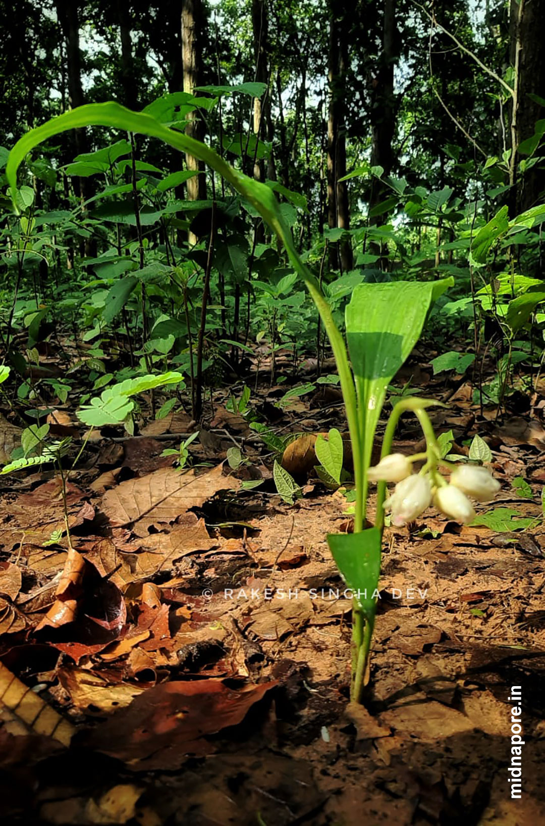 মেদিনীপুর, অর্কিড, Orchids, Medinipur, রাসনা, Grey Orchid, Checkered Orchid, Vanda tessellata, শেয়াললেজী অর্কিড, Foxtail Orchid, Rhynchostylis retusa, Sword-leaved Helleborine, Narrow-leaved Helleborine