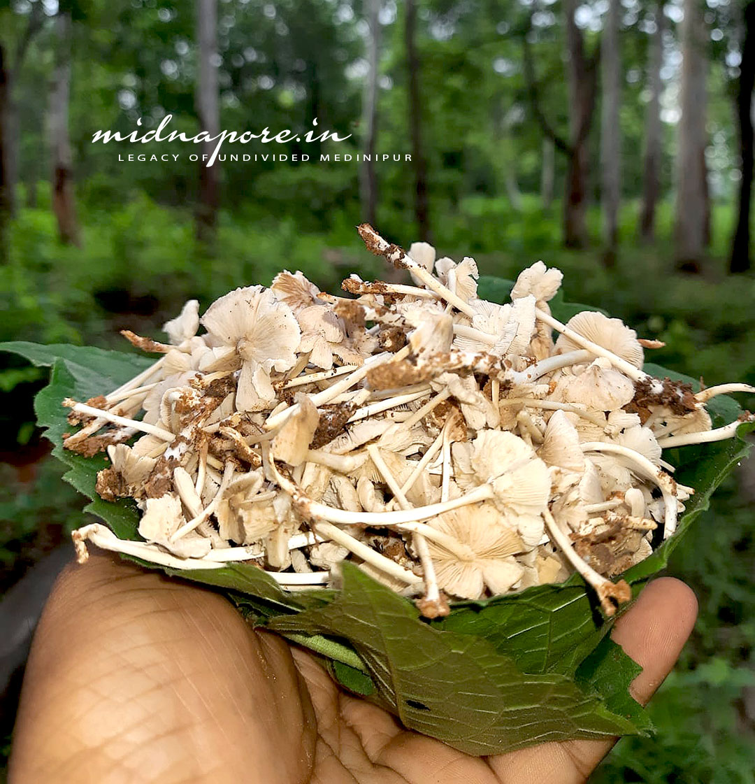জঙ্গলমহলের উই ছাতু , Termitomyces Microcarpus of Jangalmahal