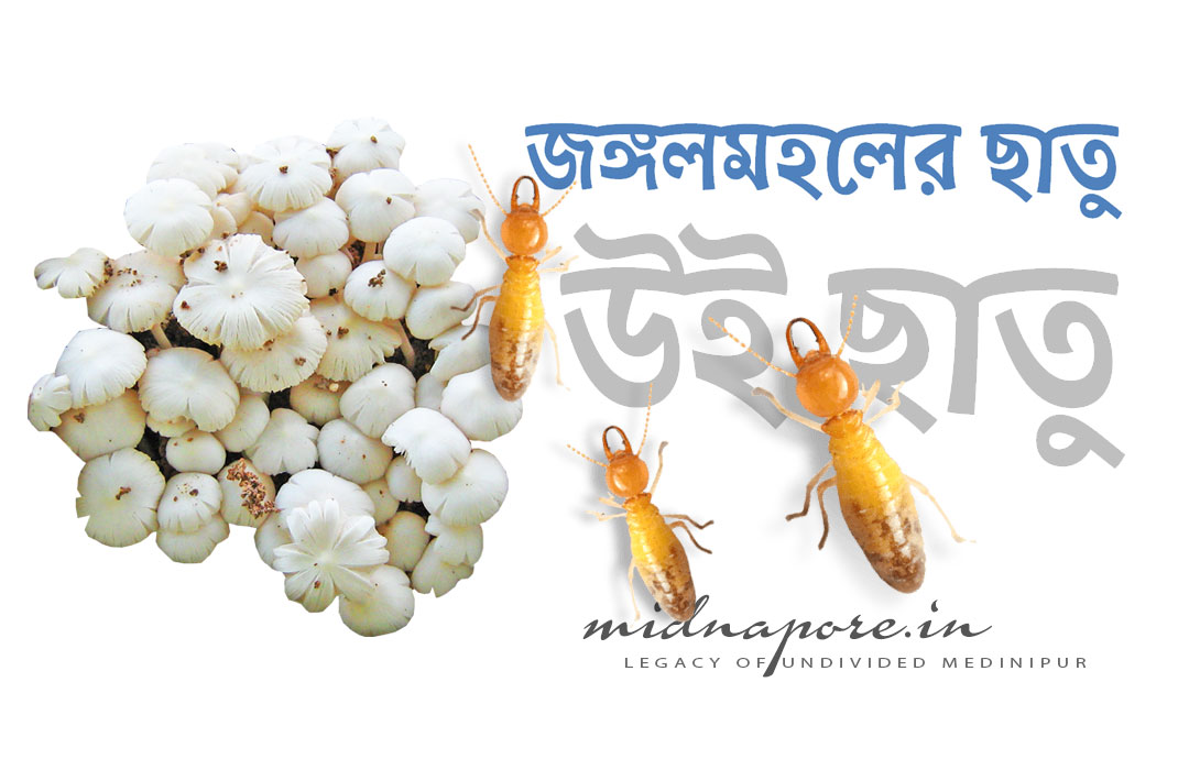 জঙ্গলমহলের উই ছাতু , <i>Termitomyces microcarpus</i> of Jangalmahal