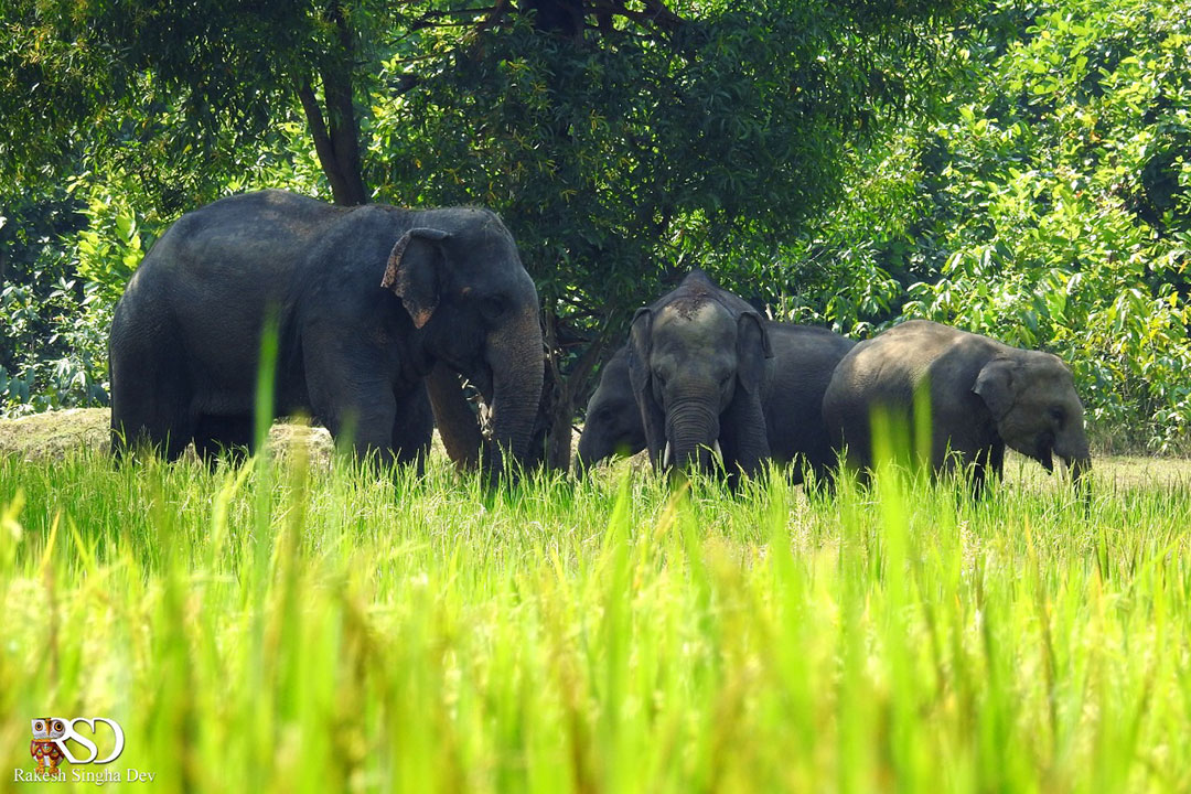 মেদিনীপুরের হাতি, অবহেলা ও উদ্বেগ | Elephent of Medinipur, negligence and concern