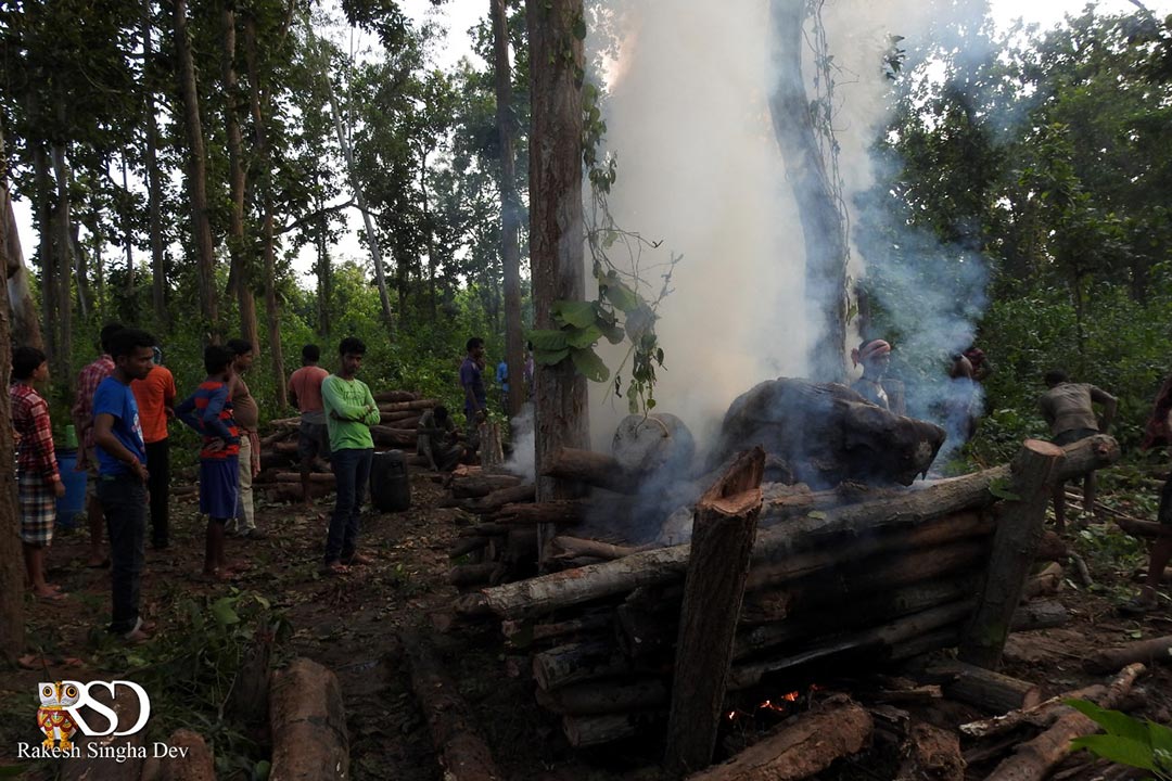 মেদিনীপুরের হাতি, অবহেলা ও উদ্বেগ | Elephent of Medinipur, negligence and concern