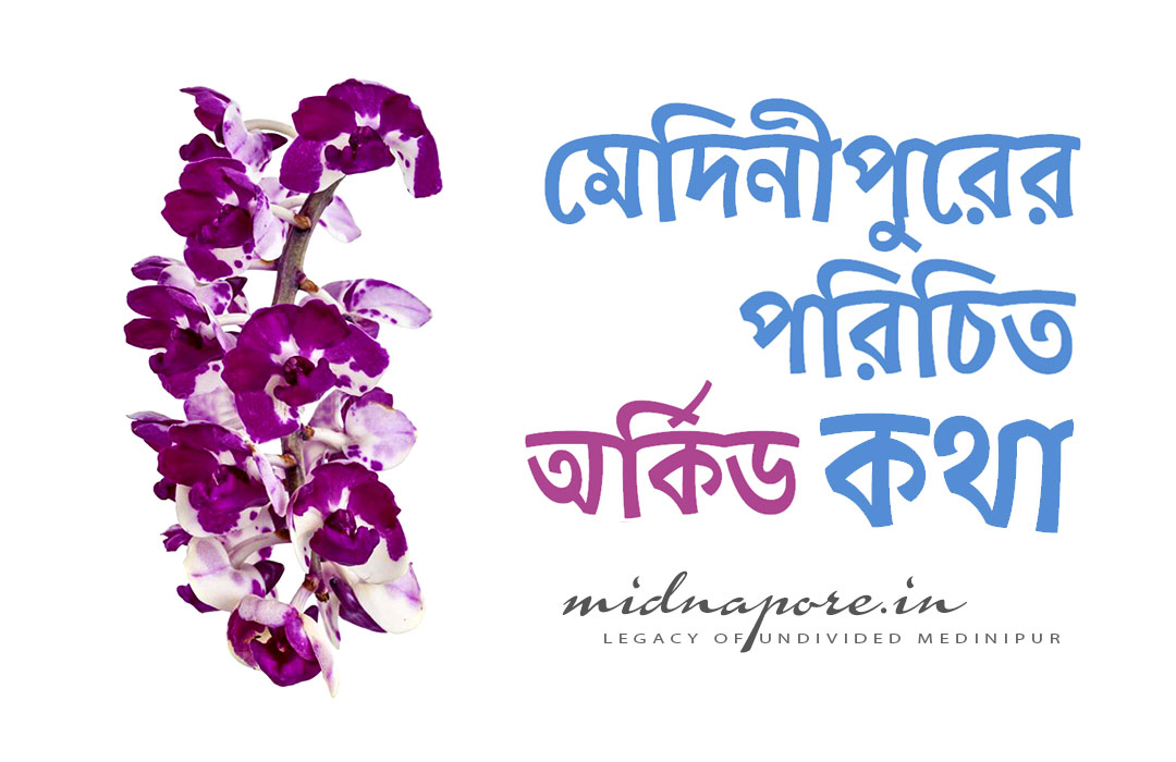 মেদিনীপুর, অর্কিড, Orchids, Medinipur, রাসনা, Grey Orchid, Checkered Orchid, Vanda tessellata, শেয়াললেজী অর্কিড, Foxtail Orchid, Rhynchostylis retusa, Sword-leaved Helleborine, Narrow-leaved Helleborine