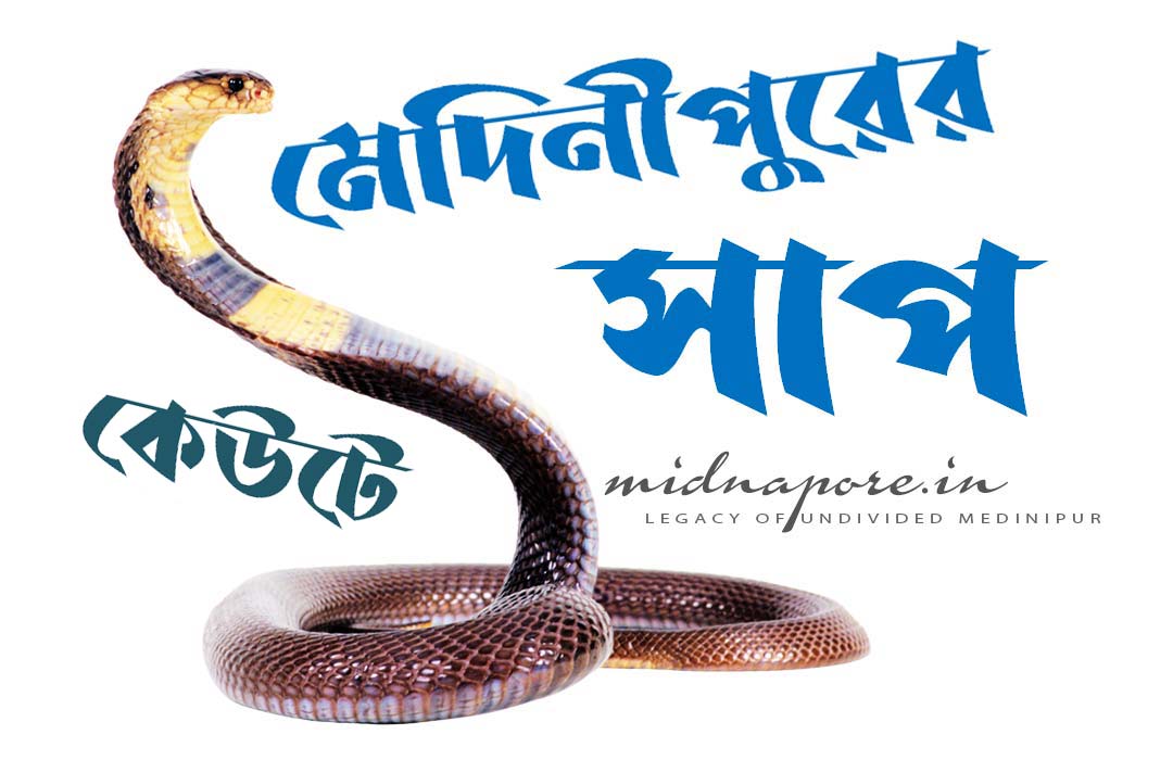 কেউটে কাহিনী | Monocled Cobra