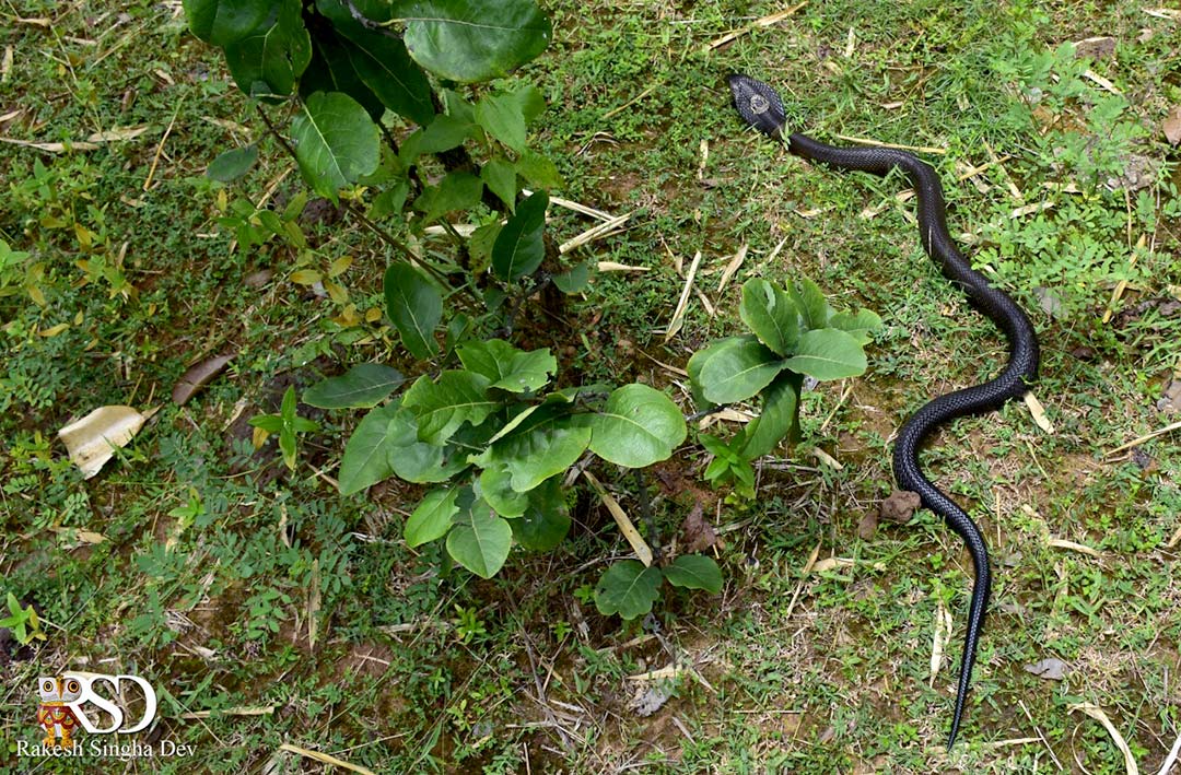 Monocled Cobra, Monocellate Cobra, Naja kaouthia, কেউটে সাপ। 
