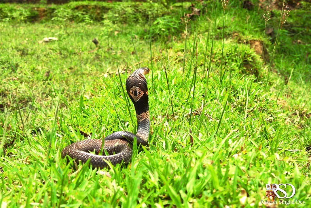 Monocled Cobra, Monocellate Cobra, Naja kaouthia, কেউটে সাপ। 