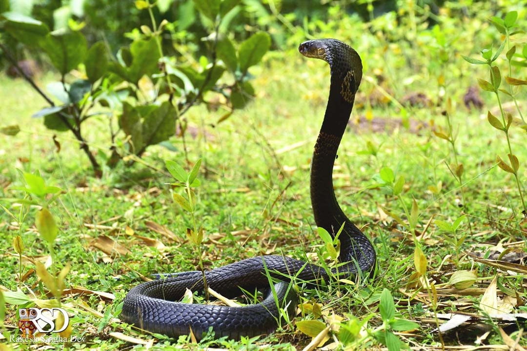 Monocled Cobra, Monocellate Cobra, Naja kaouthia, কেউটে সাপ। 