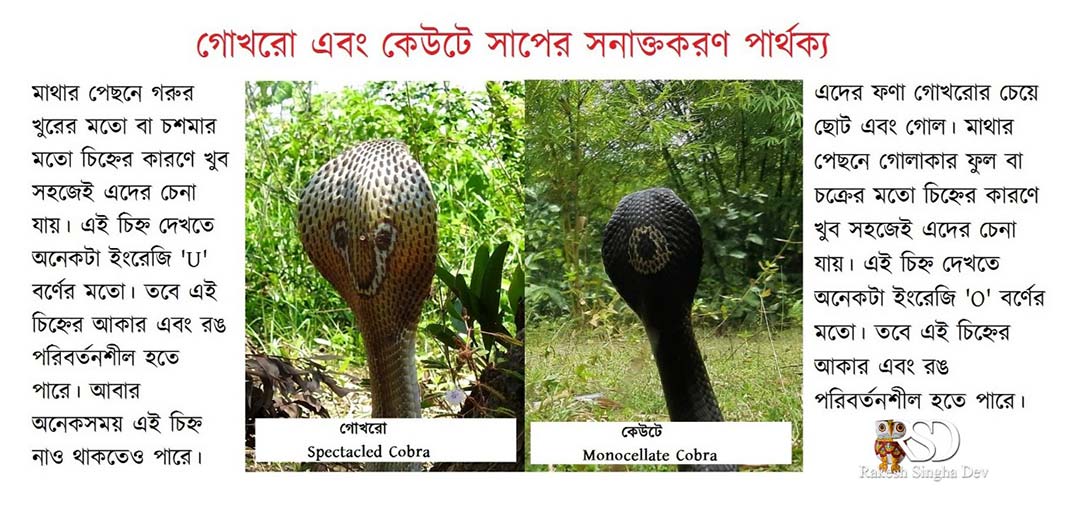 Monocled Cobra, Monocellate Cobra, Naja kaouthia, কেউটে সাপ। 