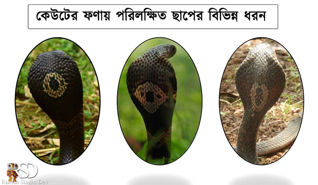Monocled Cobra, Monocellate Cobra, Naja kaouthia, কেউটে সাপ। 