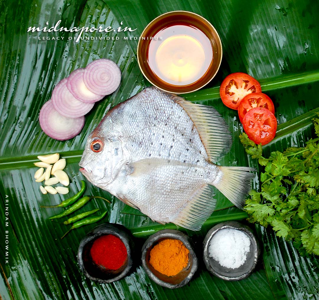 ড্রেপানে পুংটাটা, স্পটেড সিকলফিশ, মেদিনীপুরের দইচাকা মাছ | Spotted Sicklefish (Drepane punctata)