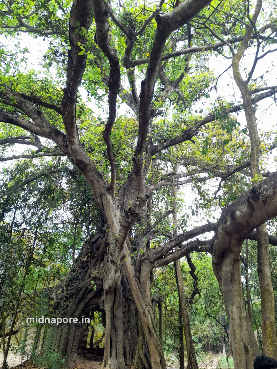 দারুমূর্তি, বিশালাক্ষী, দিগম্বর জৈন, মন্দির, চাঁইপাট, দাসপুর, Vishalakshi, Digambara Jain, temple, Chaipat, Daspur