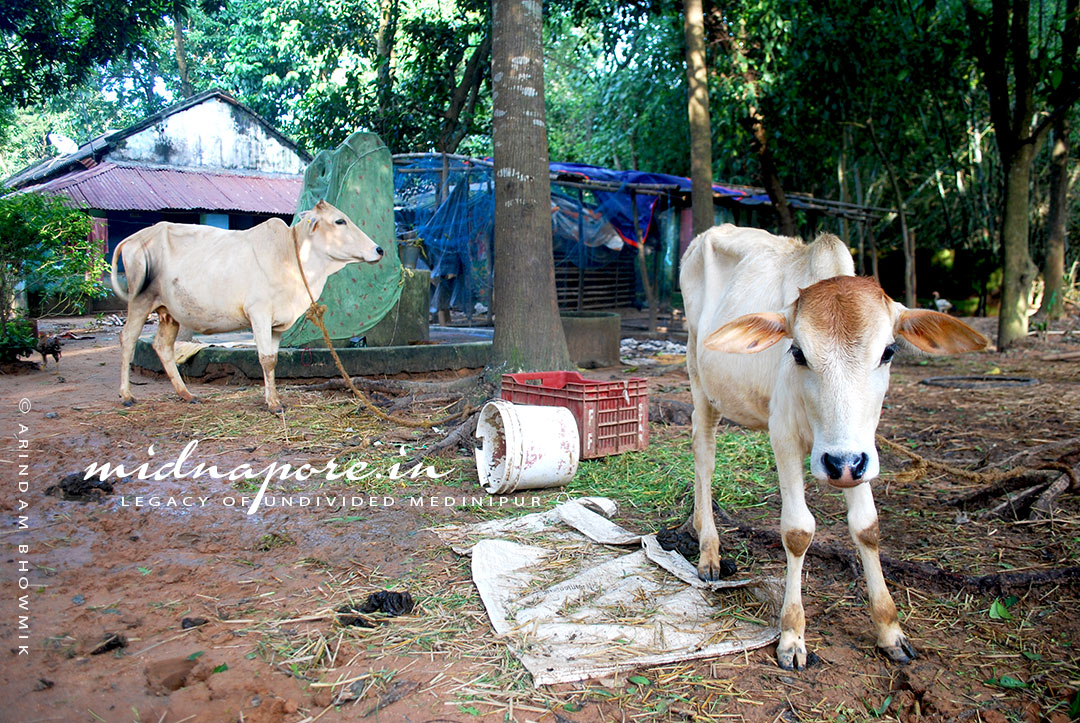 MEDINI ACHARYA 2021, Pradip Mahata, Indrabani Grameen Nari Shishu Bikash Kendra | মেদিনী আচার্য ২০২১, প্রদীপ মাহাত, ইন্দ্রাবনী গ্রামীন নারী শিশু বিকাশ কেন্দ্র | मेदिनी आचार्य २०२१, प्रदीप माहात, इंद्रबनी ग्रामीण नारी शिशु विकास केंद्र