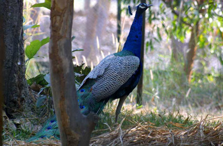Deer Park , Jhargram