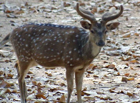 Deer Park , Jhargram