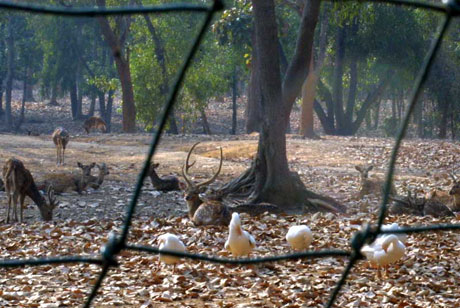 Deer Park , Jhargram